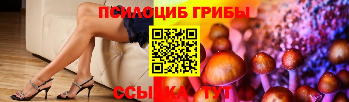 Псилоцибиновые грибы Psilocybe Можга